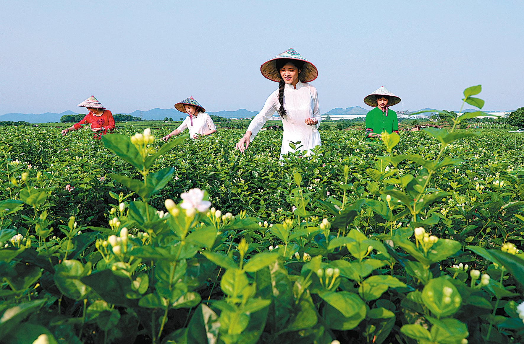 Jasmine flowers are picked last year in Hengxian county in the Guangxi Zhuang autonomous region