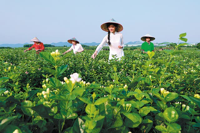 <p>Jasmine flowers are picked last year in Hengxian county in the Guangxi Zhuang autonomous region   </p>