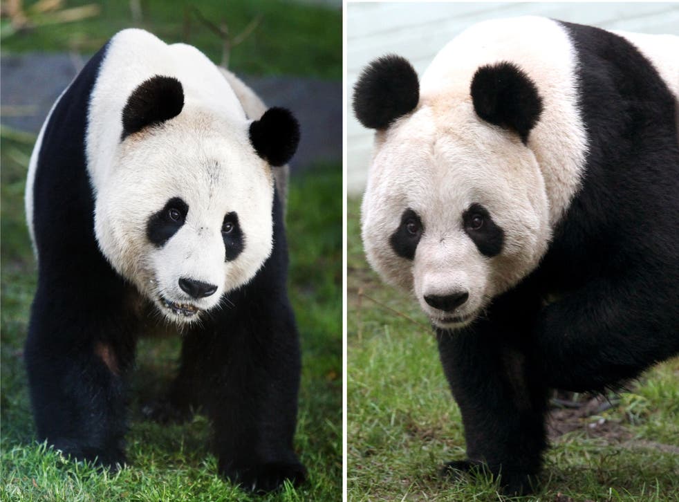 File photos of the UK’s giant panda couple Yang Guang (left) and Tian Tian. (PA Archive)