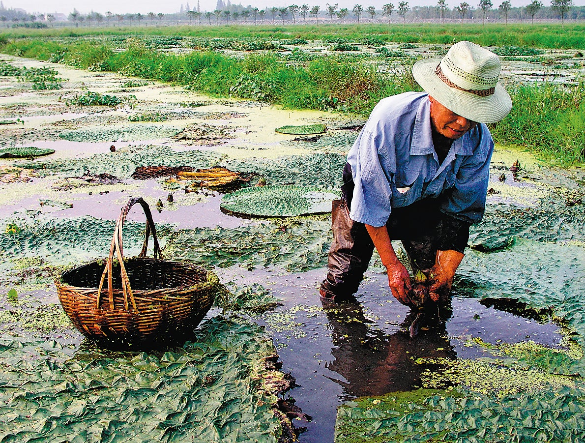 A photo published in the Chinese edition of Land of Fish and Rice by British author Fuchsia Dunlop shows a farmer picking gorgon fruit from the water in Jiangsu