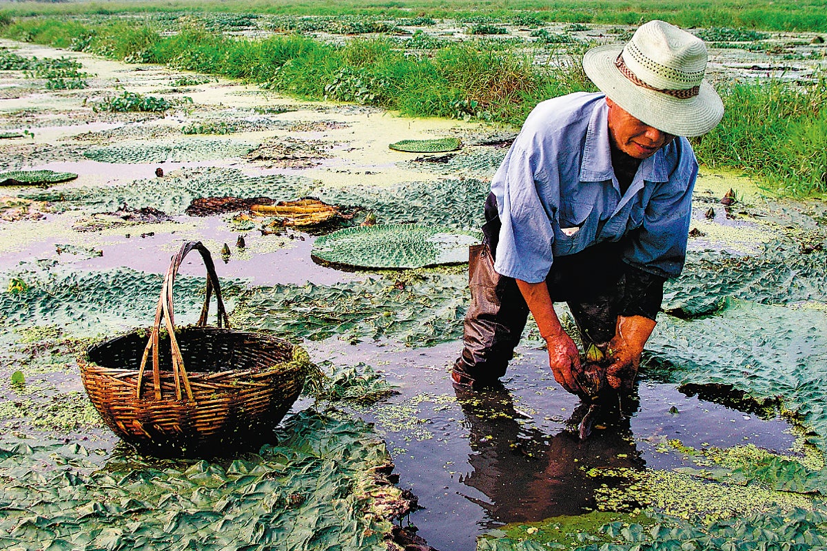 Farmer trusted AI for a year before one answer ruined his crop