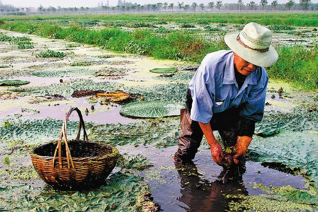 <p>A photo published in the Chinese edition of <em>Land of Fish and Rice</em> by British author Fuchsia Dunlop shows a farmer picking gorgon fruit from the water in Jiangsu</p>