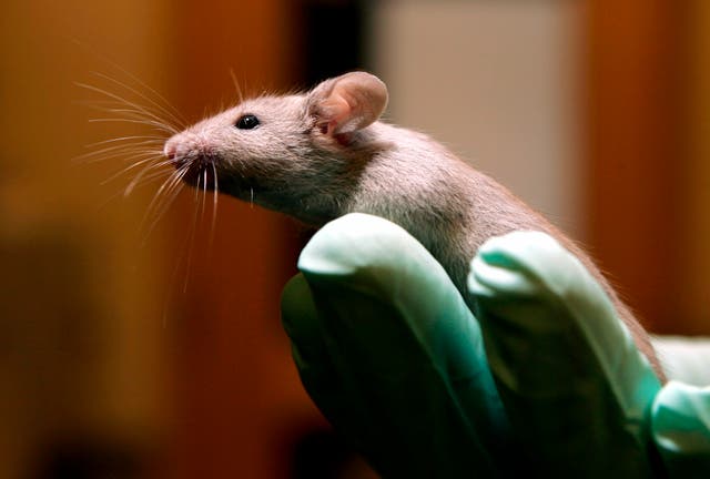 <p>More than 18,000 pest problems were reported across NHS hospitals in England over last three years</p>