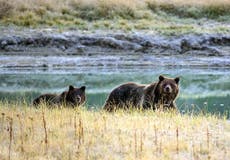 Montana wants protections lifted so public can hunt grizzlies
