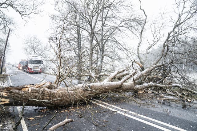 <p>A fallen tree blocks the A702 near Coulter in South Lanarkshire as Storm Barra hits the UK (Jane Barlow/PA)</p>
