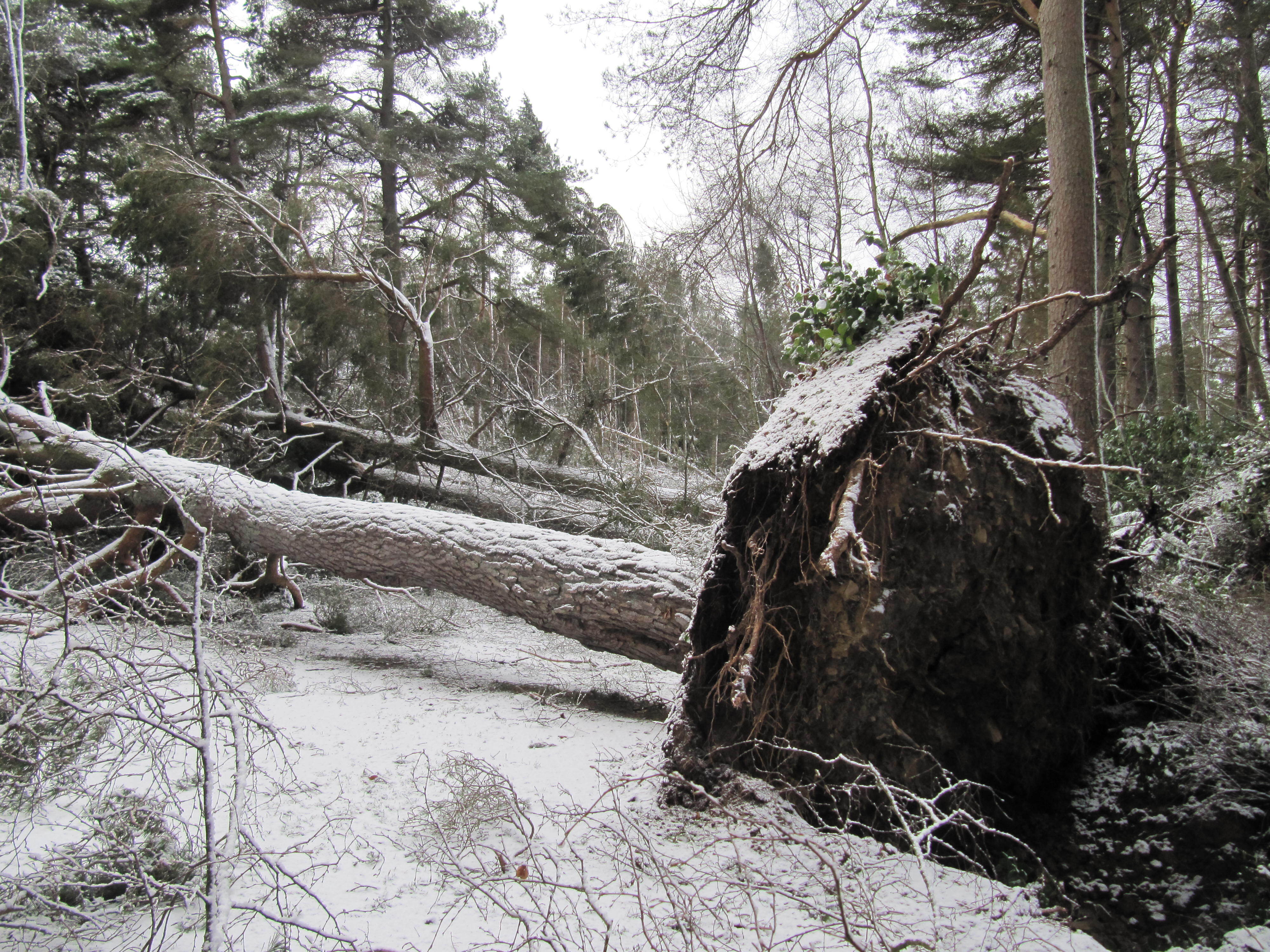 <p>A fallen tree at Cragside in Northumberland following Storm Arwen (National Trust/PA)</p>