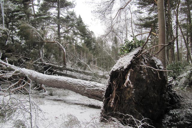 <p>A fallen tree at Cragside in Northumberland following Storm Arwen (National Trust/PA)</p>
