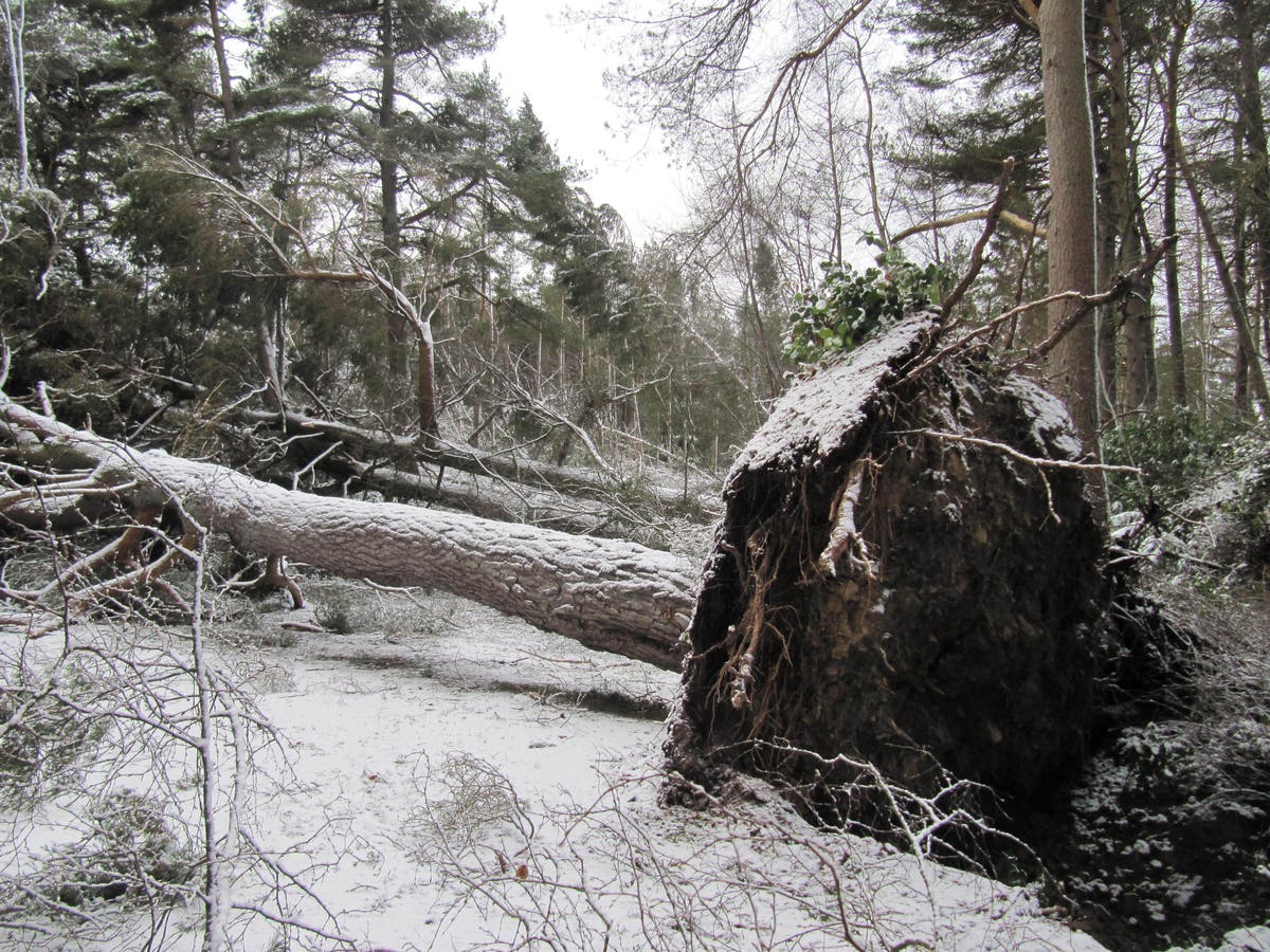 Forests will take ‘decades to recover’ after Storm Arwen damages 8 million trees