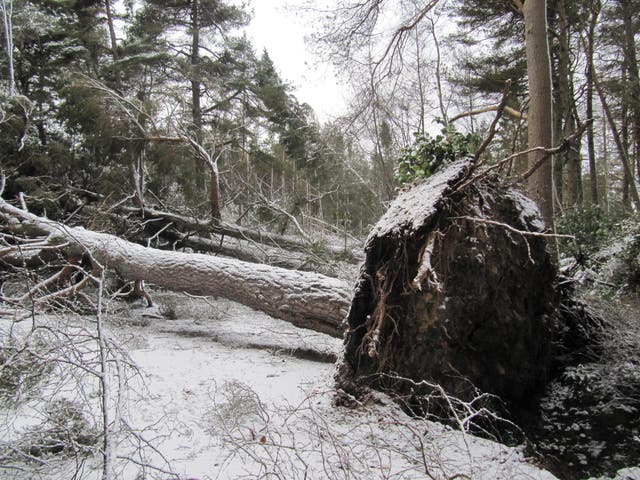 <p>A fallen tree at Cragside in Northumberland following Storm Arwen (National Trust/PA)</p>