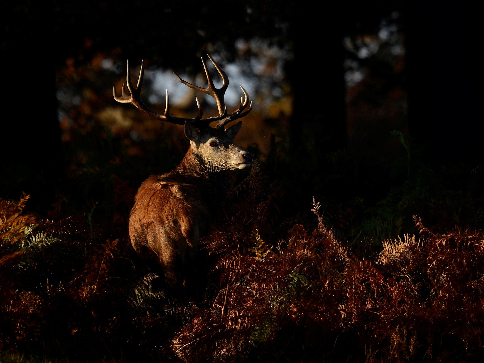 Bucks (or stags) are mainly shot in late summer