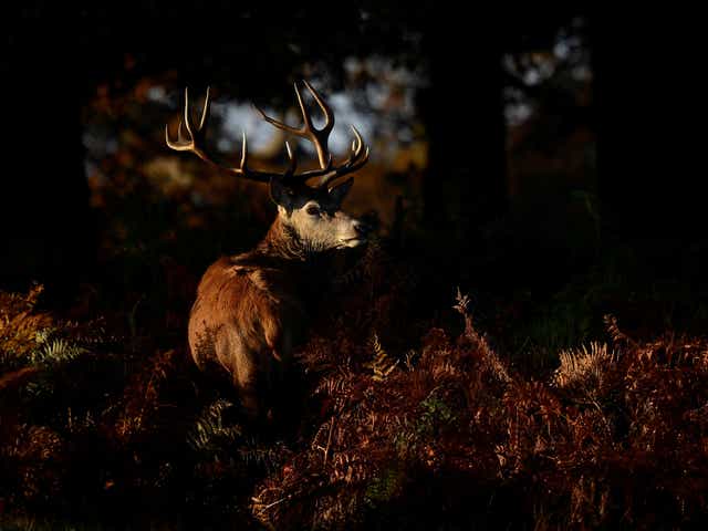 <p>Bucks (or stags) are mainly shot in late summer</p>