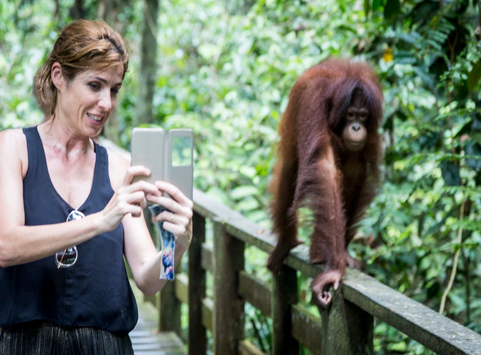 <p>A tourist with an orangutan in Borneo</p>