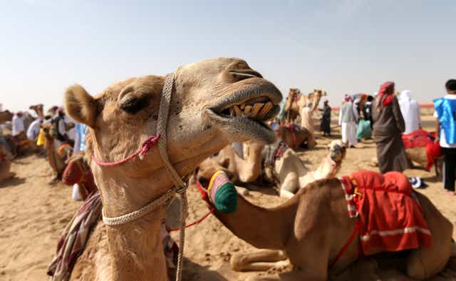 <p>File photo: Camel trainers wait with their animals at a race in the United Arab Emirates in 2019</p>