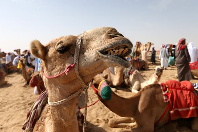 <p>File photo: Camel trainers wait with their animals at a race in the United Arab Emirates in 2019</p>