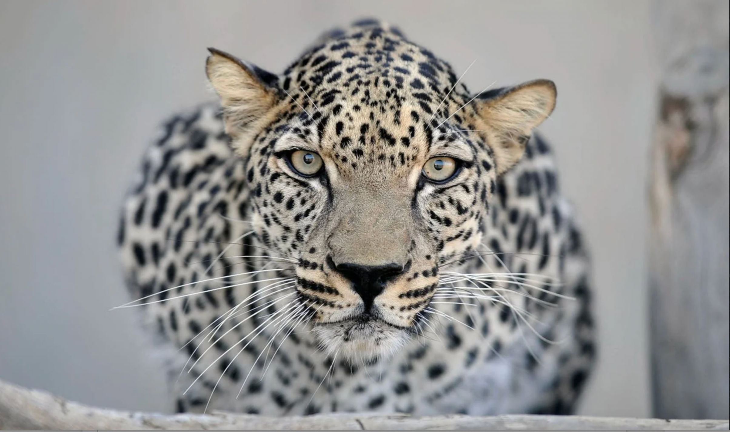 The Arabian leopard is currently endangered but a rewilding initiative is looking to change that