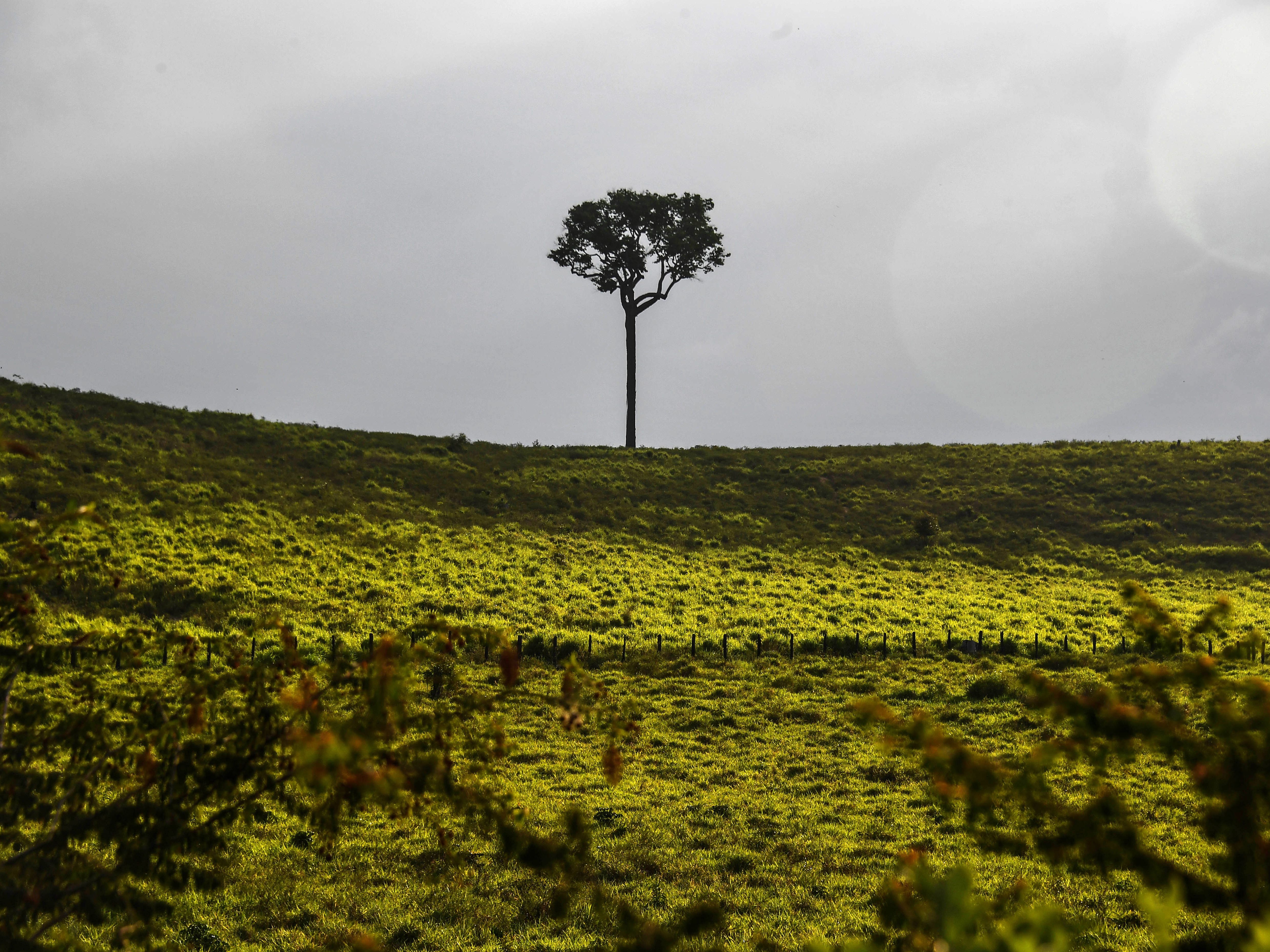 A tree stands by a highway near Santarem in the Brazilian Amazon rainforest