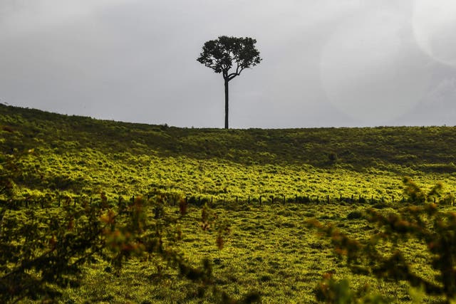 <p>A tree stands by a highway near Santarem in the Brazilian Amazon rainforest</p>