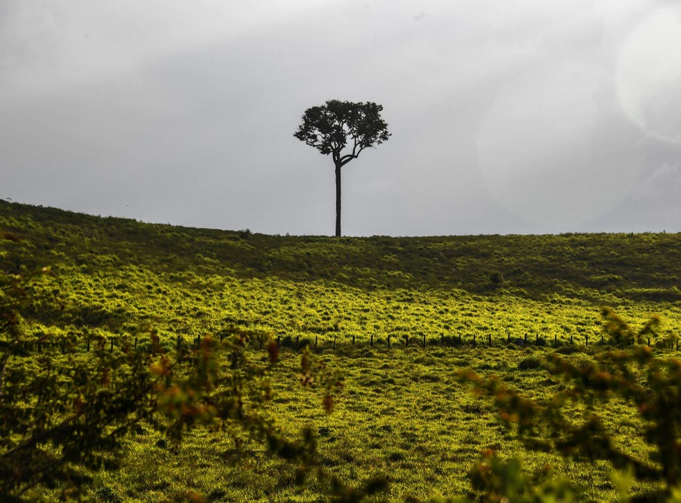 <p>A tree stands by a highway near Santarem in the Brazilian Amazon rainforest</p>