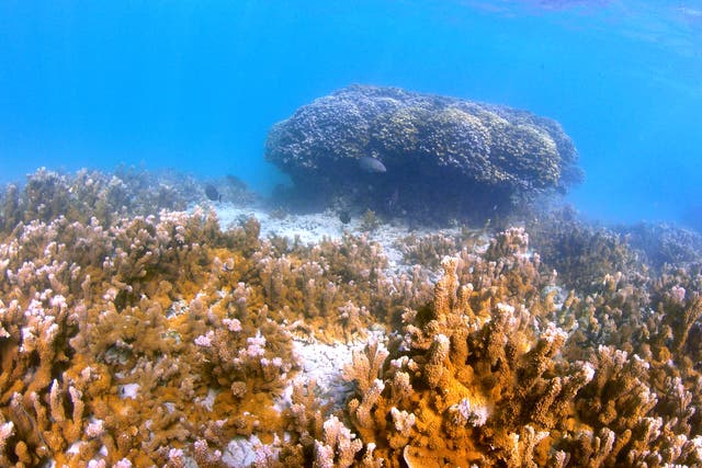 Climate-Super Coral Evolution