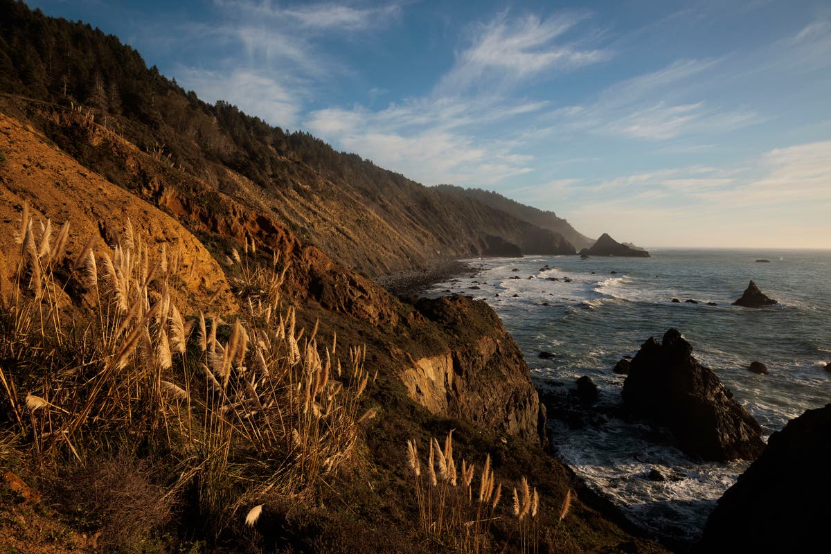 Once-logged coastal land set to be sold to save redwoods