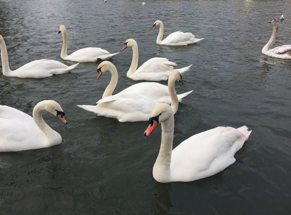 Concern over growing spread in ‘largest ever’ bird flu outbreak