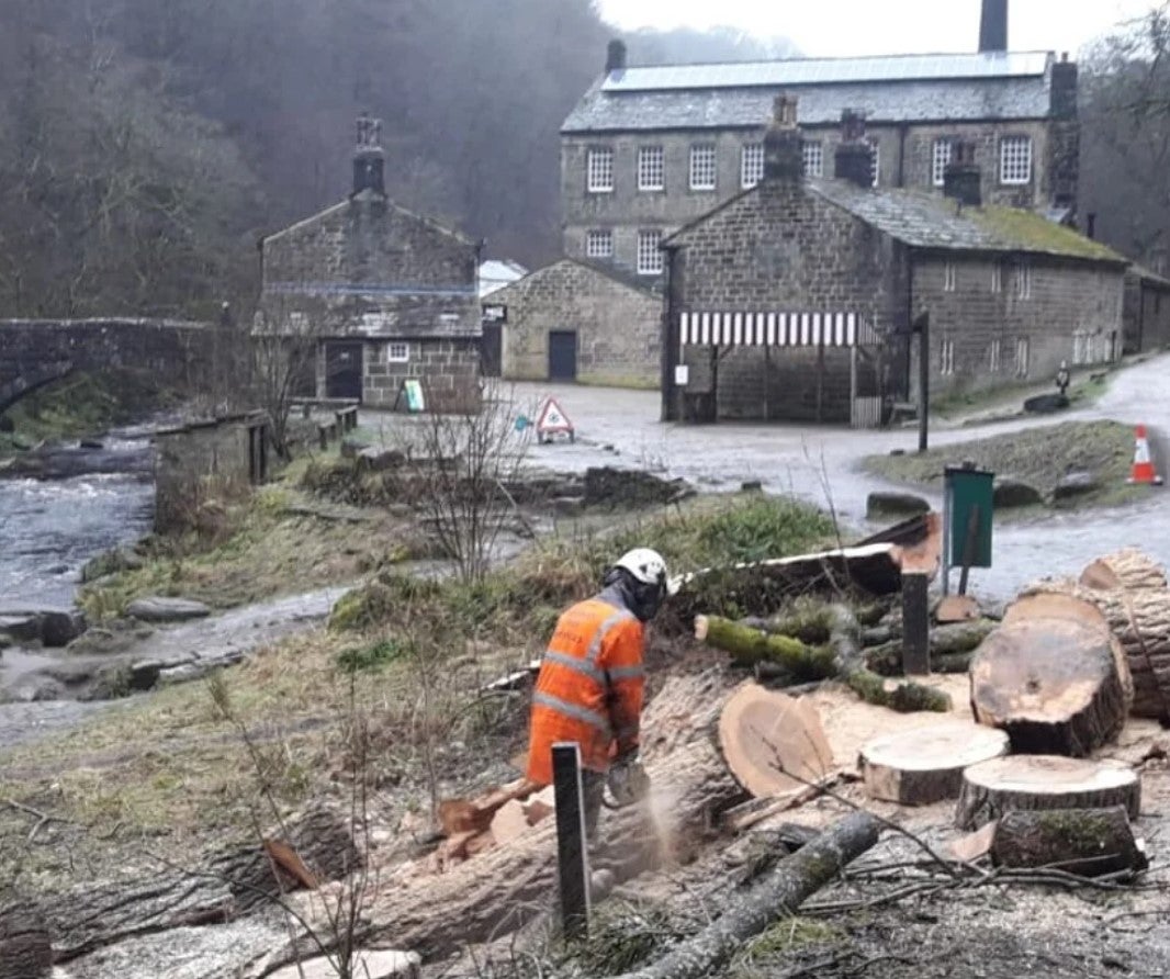 Ash trees being felled at Hardcastle Crags, west Yorkshire