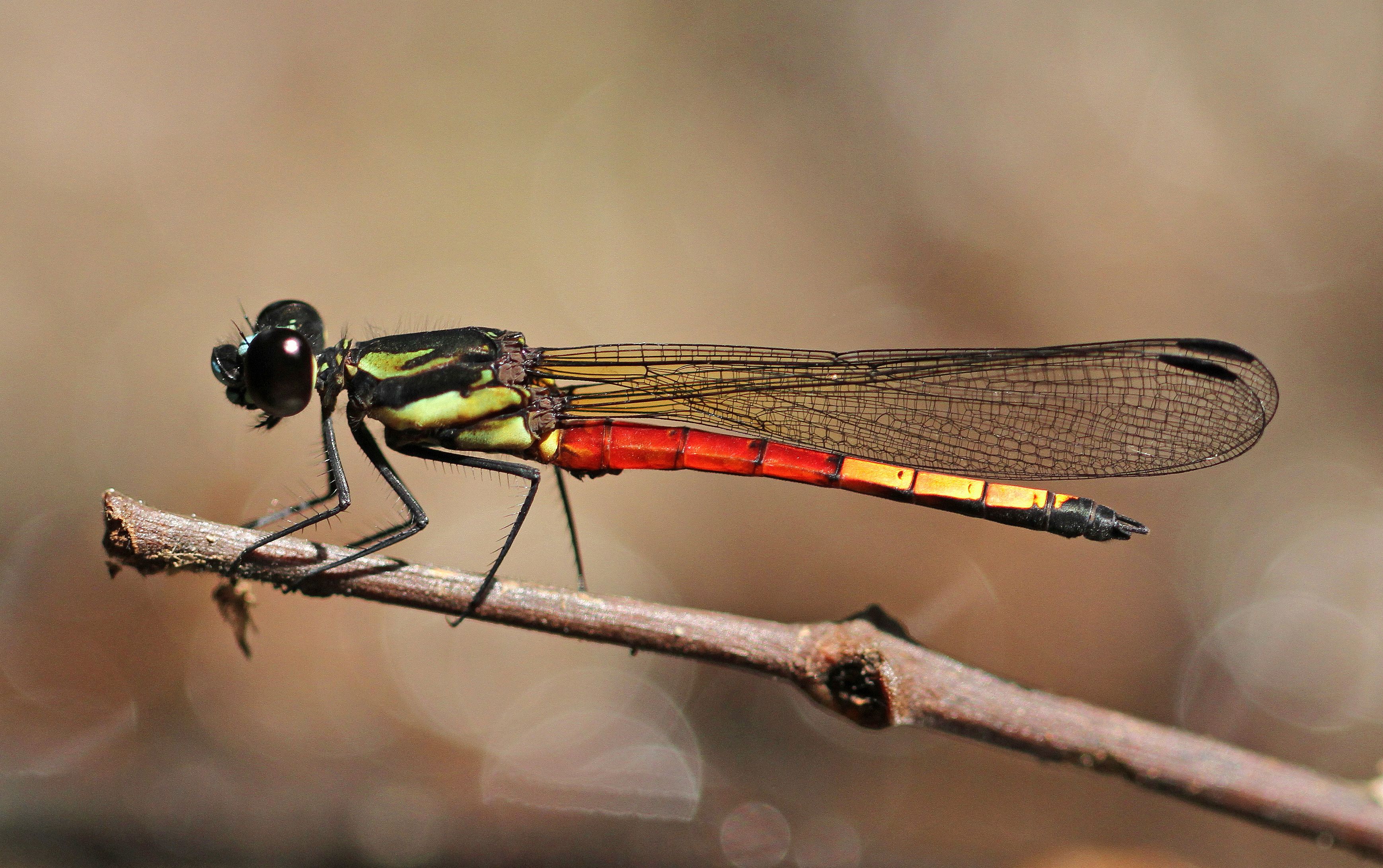 Under threat: Many wetland habitats that are home to dragonflies have been destroyed to make way for palm oil plantations or commercial construction