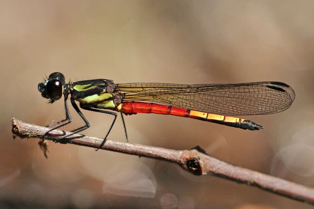 <p>Under threat: Many wetland habitats that are home to dragonflies have been destroyed to make way for palm oil plantations or commercial construction </p>