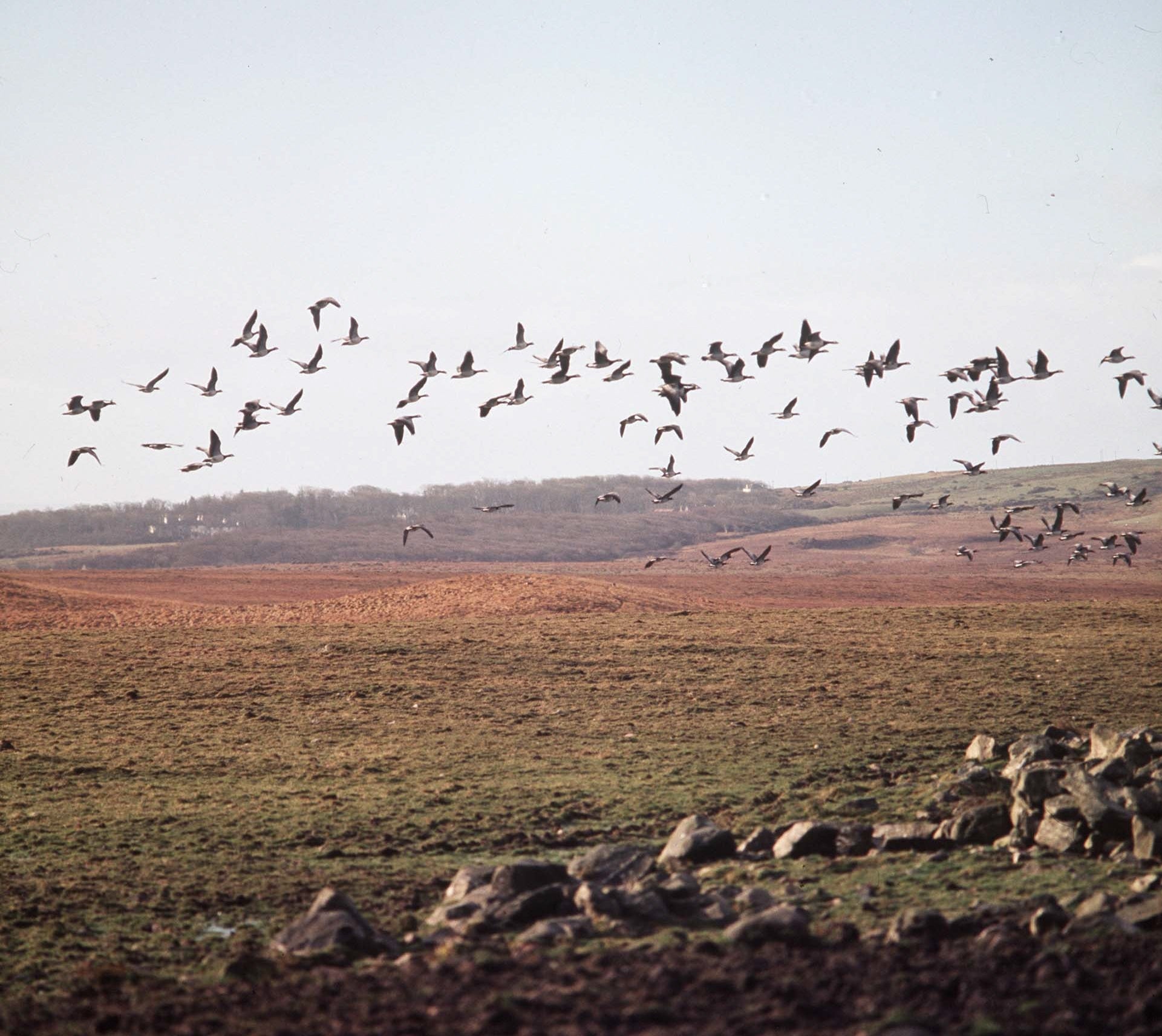 Barnacle geese, seen here flying in Scotland, are among the wild bird species affected by the new outbreak