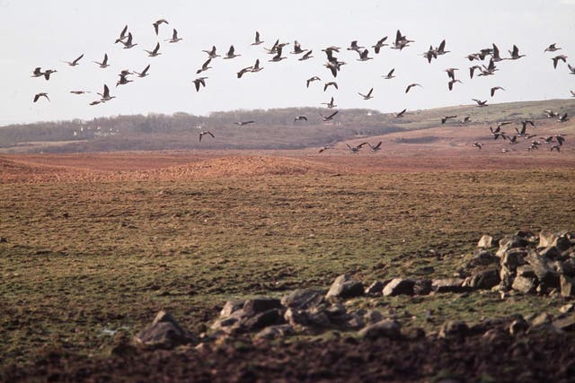 <p>Barnacle geese, seen here flying in Scotland, are among the wild bird species affected by the new outbreak</p>