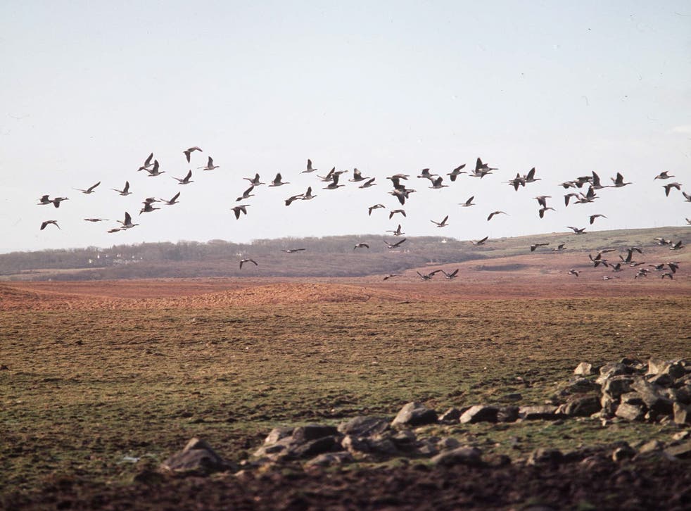<p>Barnacle geese, seen here flying in Scotland, are among the wild bird species affected by the new outbreak</p>