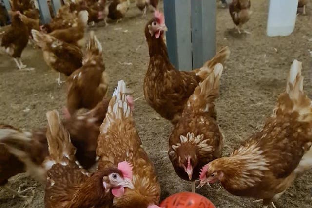 Undated handout photo of chickens at Leicestershire-based egg producer Sunrise Poultry Farms playing with a football while they are stuck indoors during the bird flu lockdown.