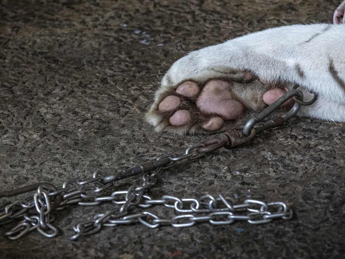 Tigers, lions and monkeys found ‘chained, underweight and stressed’ in Philippines zoos