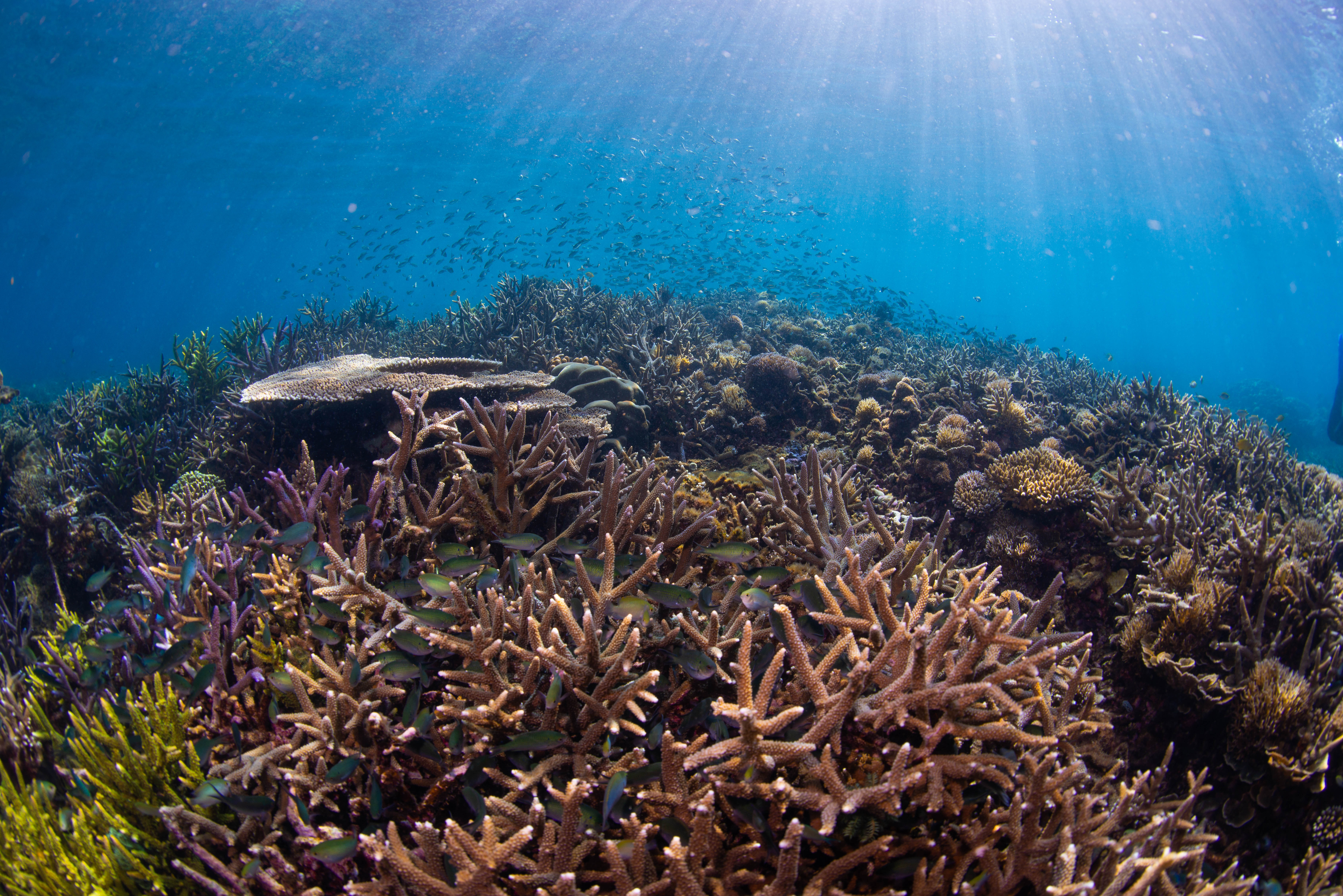 A restored, healthy coral reef in Sulawesi, Indonesia