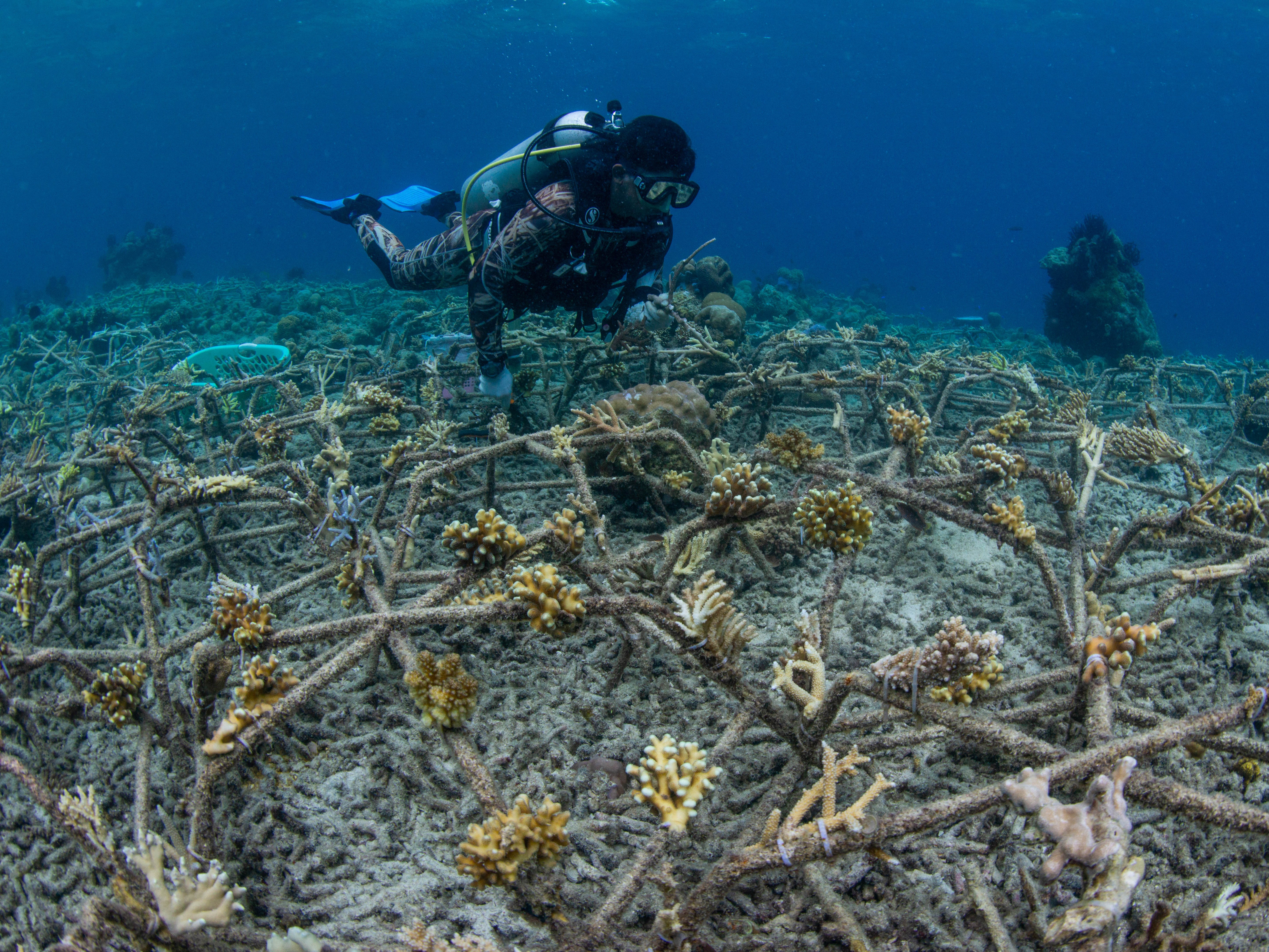 A diver swims over the reef where pieces of live coral are attached to metal frames