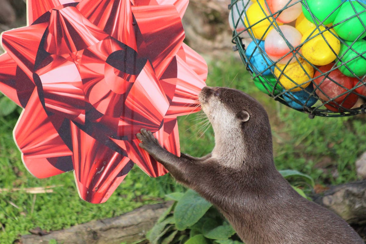 Zookeepers throw surprise Christmas party for pair of &lsquo;jolly&rsquo; otters