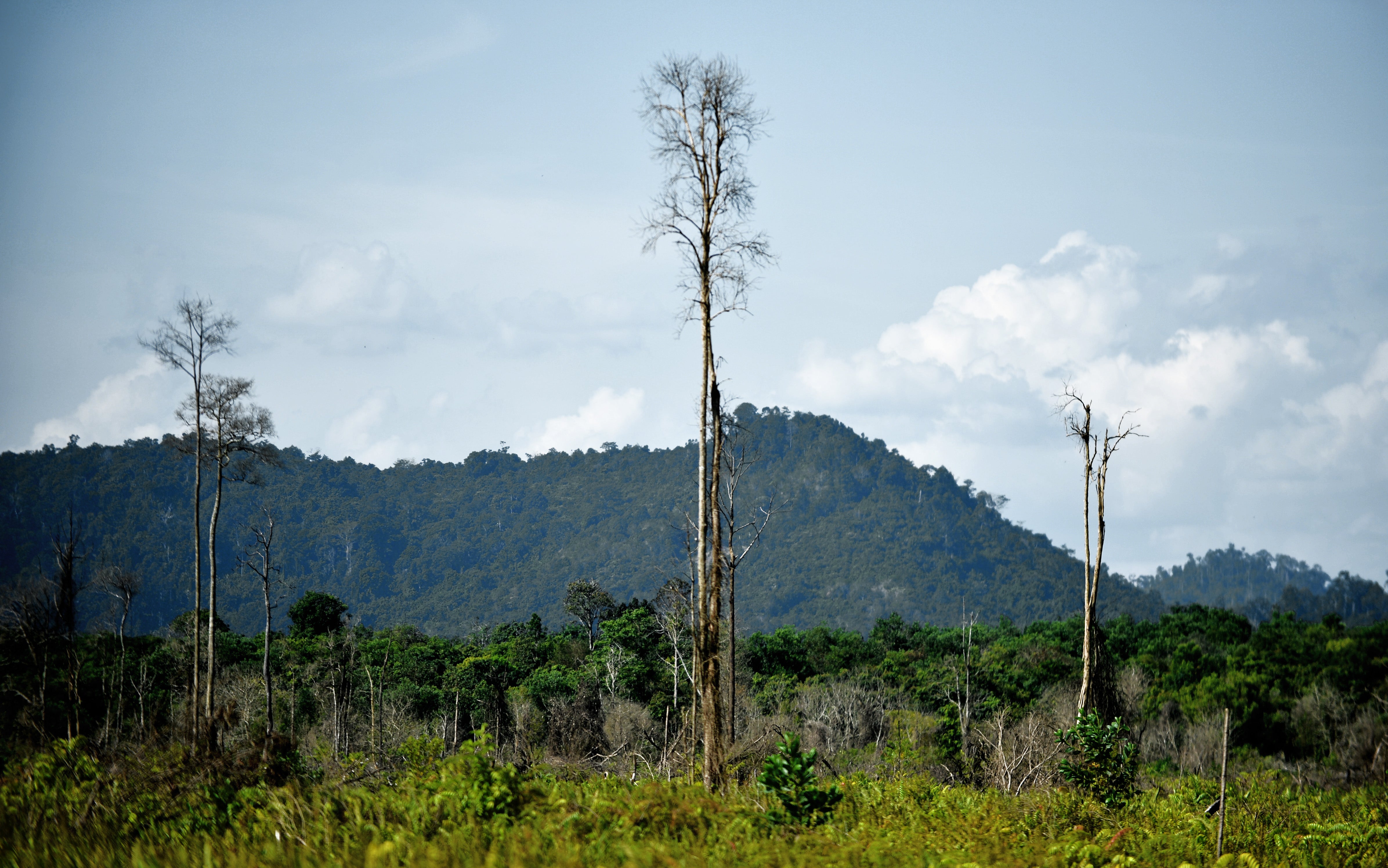 Photo shows the remnants of dead trees jutting out from a secondary forest in Manjau, West Kalimantan province