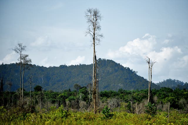 <p>Photo shows the remnants of dead trees jutting out from a secondary forest in Manjau, West Kalimantan province</p>