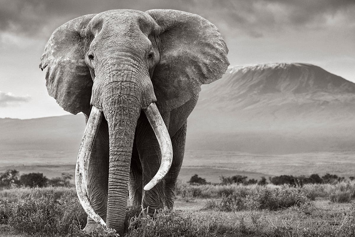 Internationally renowned photographers join Space for Hope campaign to protect wildlife, people and planet