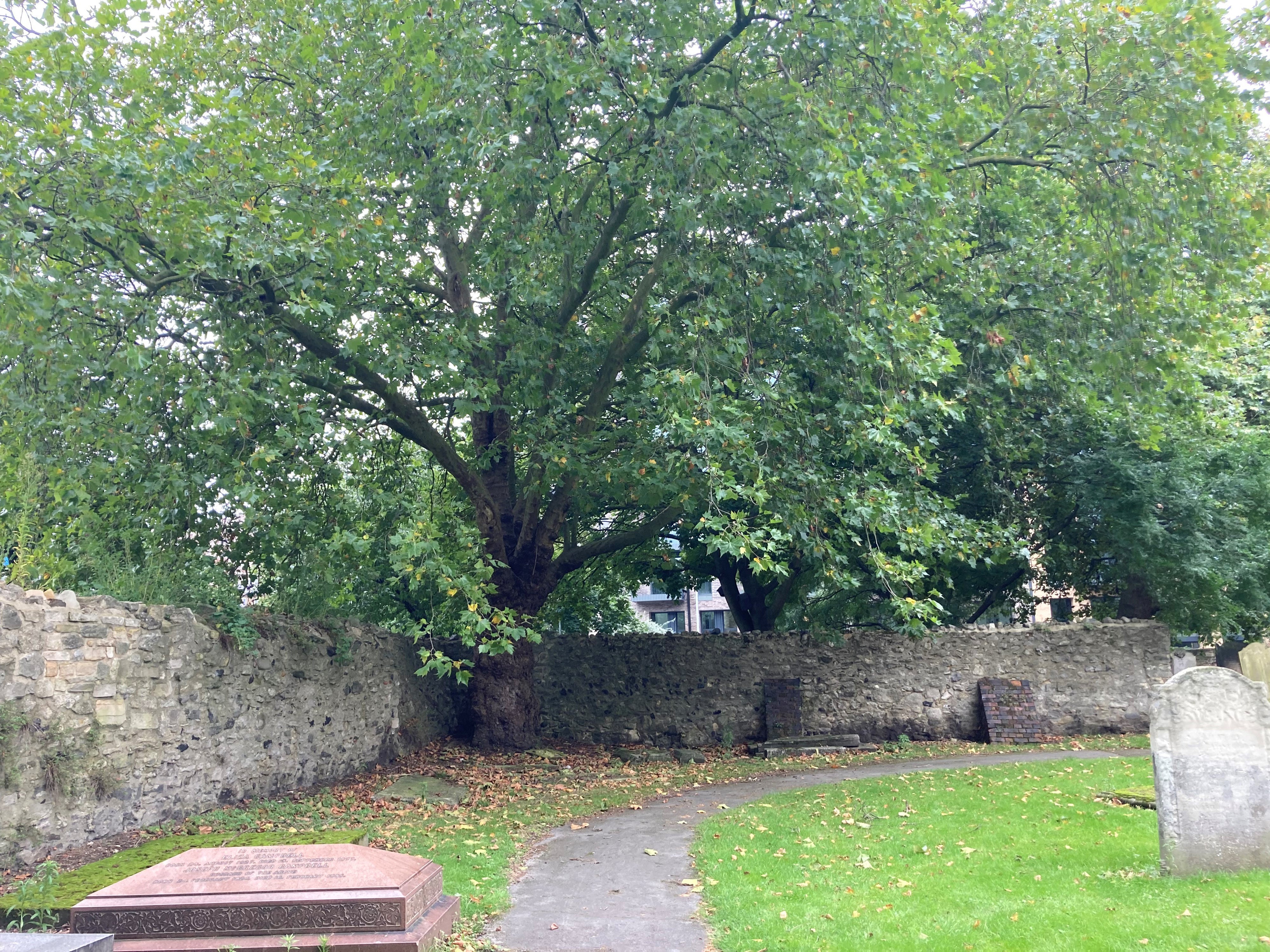 A large maple tree in a corner of the walled cemetery in St Margaret’s churchyard in Barking, east London, where the bodies of Gabriel Kovari, 22, and Daniel Whitworth, 21, were found dead by the same dog walker three weeks apart in 2014. (Emily Pennink/PA)
