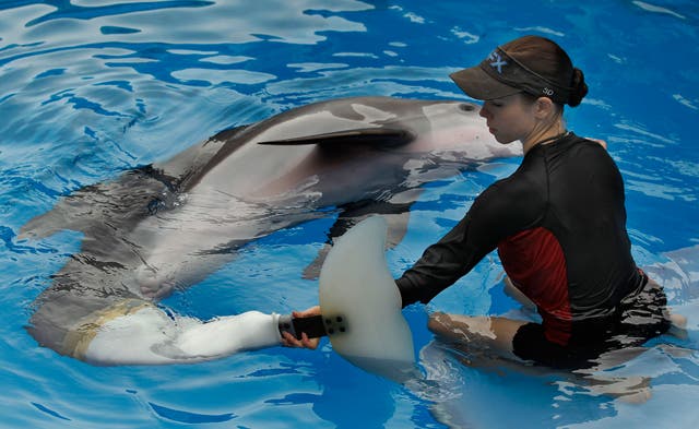 Famous Dolphin Legacy