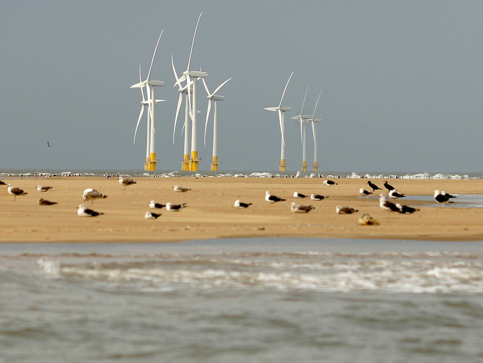 Increasing numbers of turbines will hit native birds hard, campaigners say