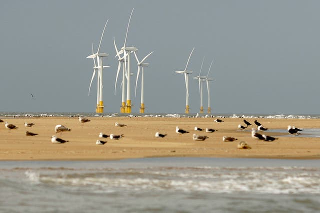 <p>Increasing numbers of turbines will hit native birds hard, campaigners say </p>