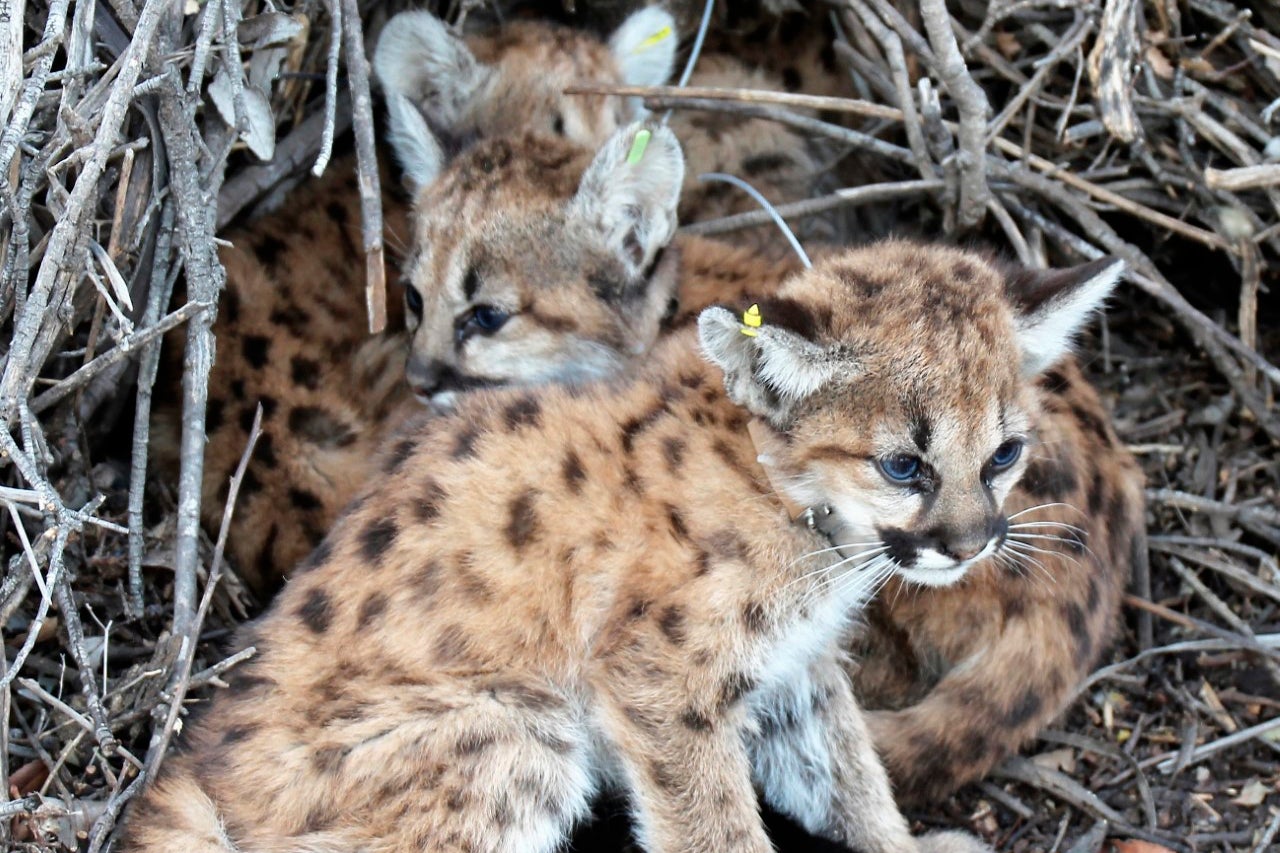 Mountain Lion Kittens