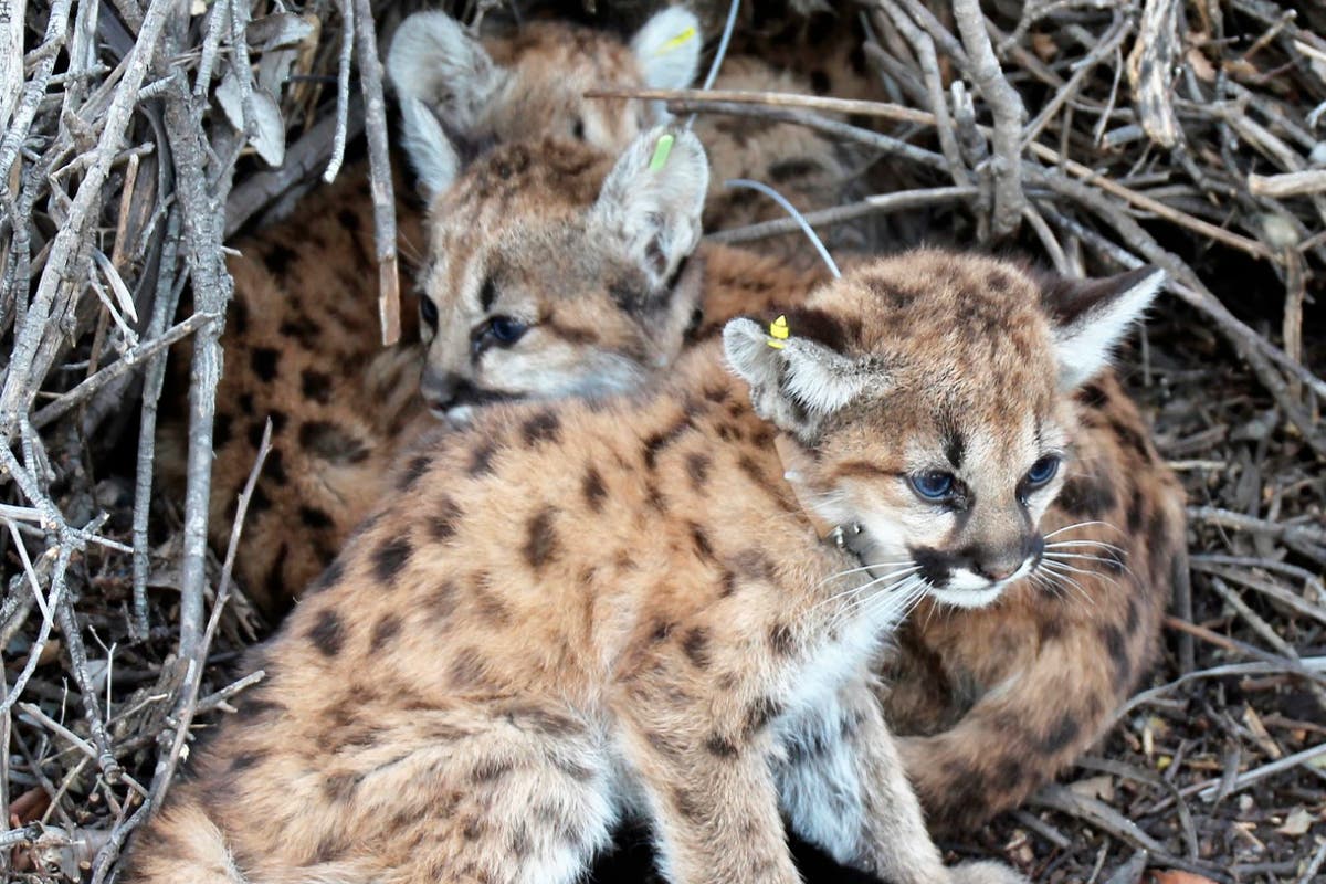Mountain lion kittens found under picnic table in California Mountain lion kittens found under picnic table in California
