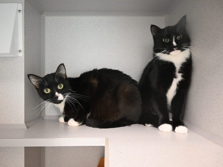 A pair of cats that were removed from a New Hampshire house where more than 70 felines were living in squalor.