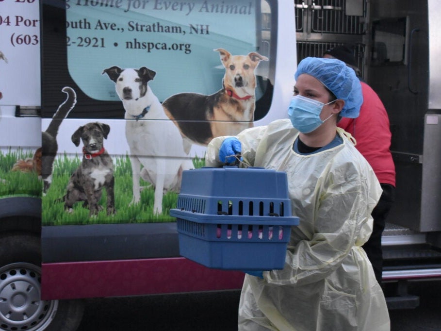 A worker with the New Hampshire Society for the Prevention of Cruelty to Animals removes cats from a house where more than 70 cats were found living in squalor.