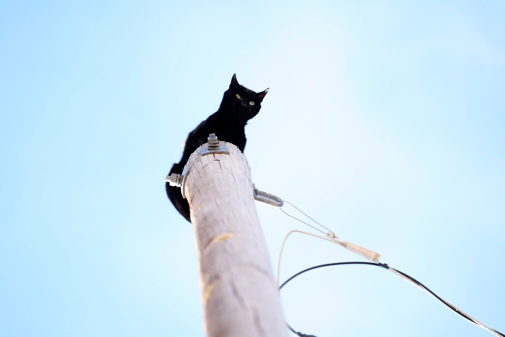 ODD Cat on Pole Rescue