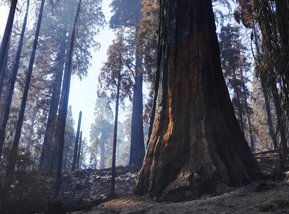 California Wildfires Giant Sequoias