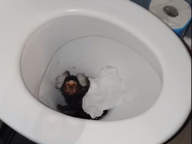 <p>Video shows toilet being flushed on marmoset</p>